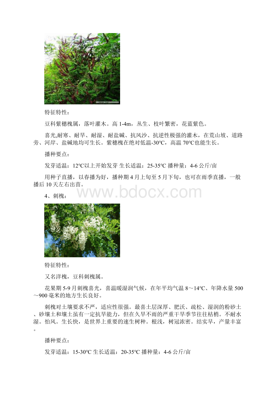 整理边坡绿化常用灌木资料.docx_第2页