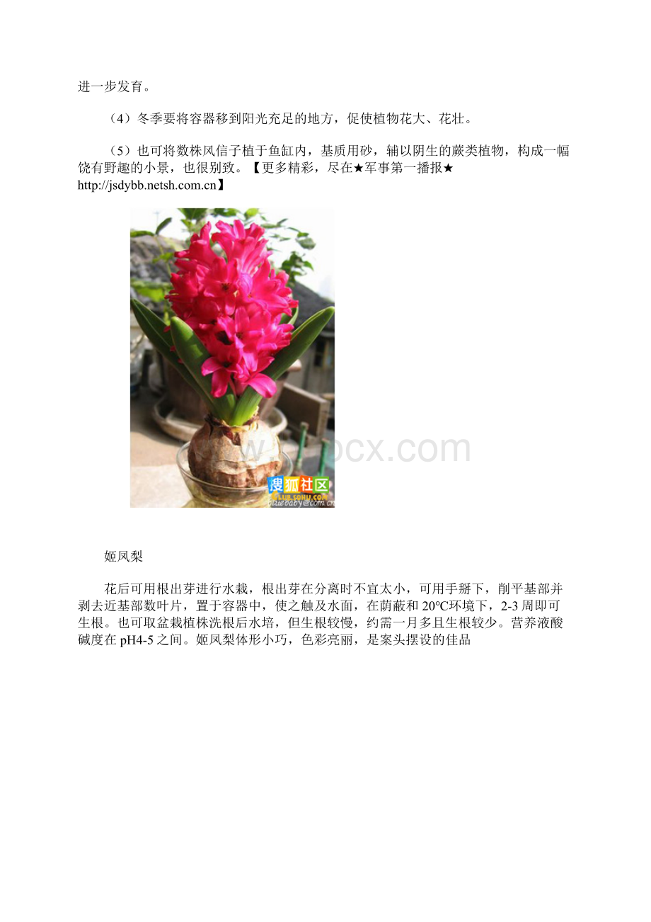 家庭常用植物大全Word格式文档下载.docx_第3页