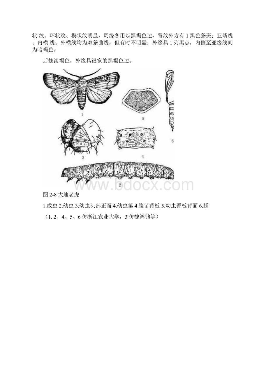 地老虎的分类与鉴别.docx_第3页