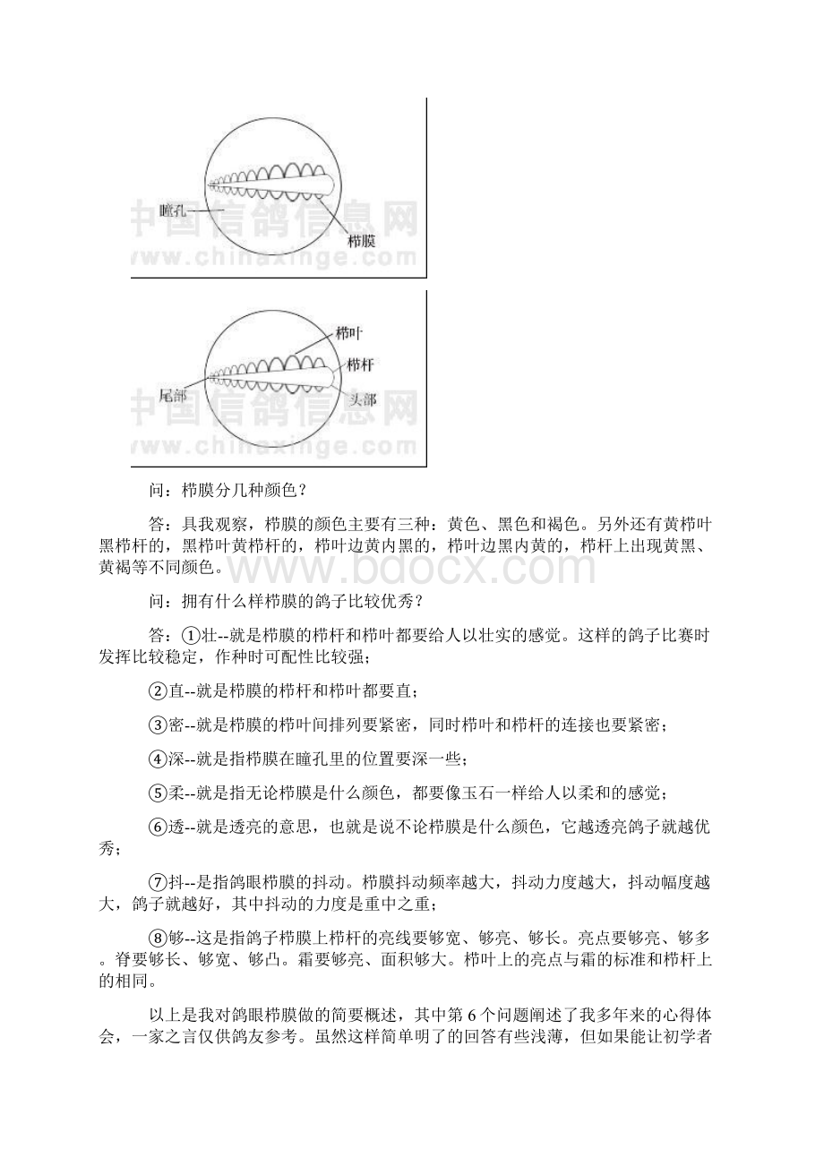 学看鸽眼栉膜Word文档格式.docx_第3页