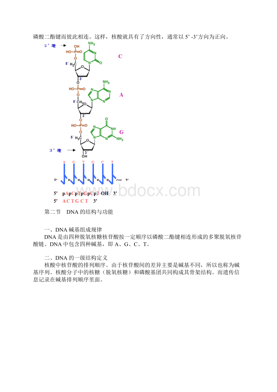 公卫执助辅导《生物化学》大纲第八单元核酸的结构功能与核苷酸代谢Word格式.docx_第3页
