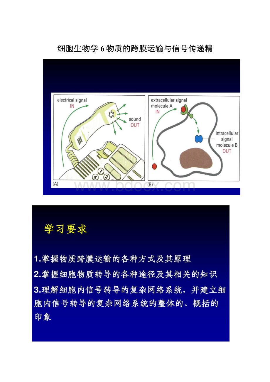 细胞生物学6物质的跨膜运输与信号传递精Word文档下载推荐.docx_第1页