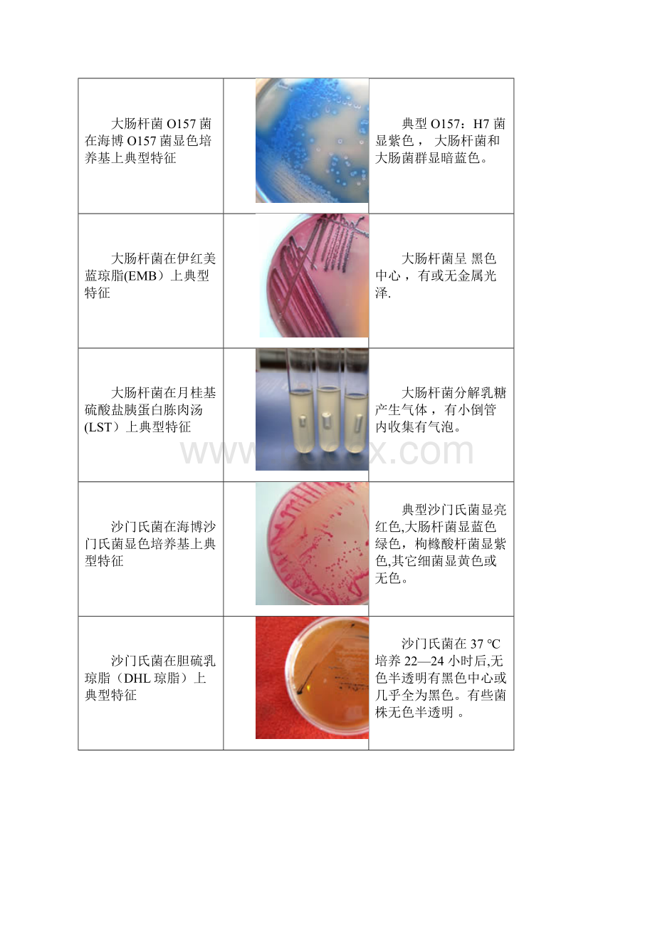 微生物菌落特征形态总结大全带图片.docx_第3页