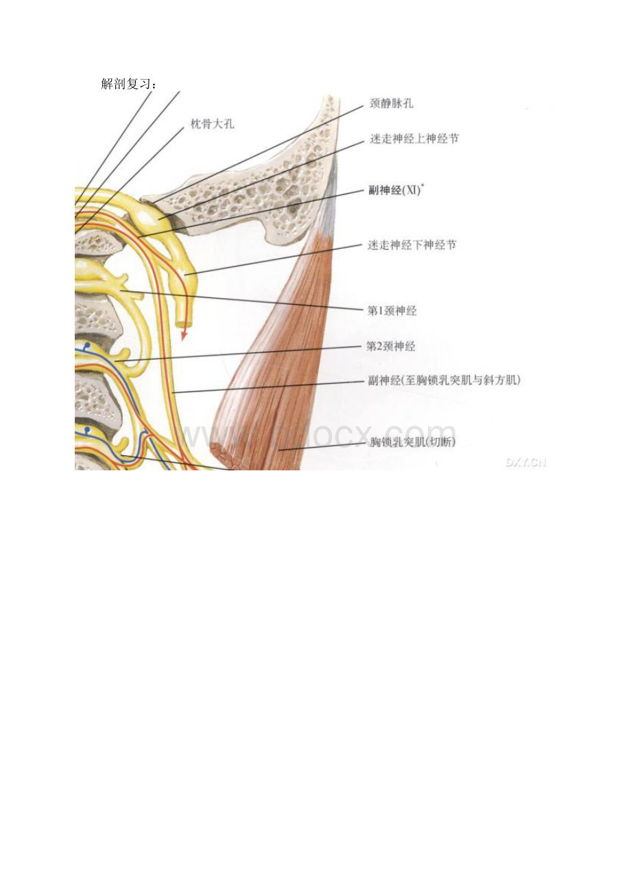 桥小脑角区肿瘤性病变的影像鉴别诊断之欧阳史创编Word格式.docx_第2页