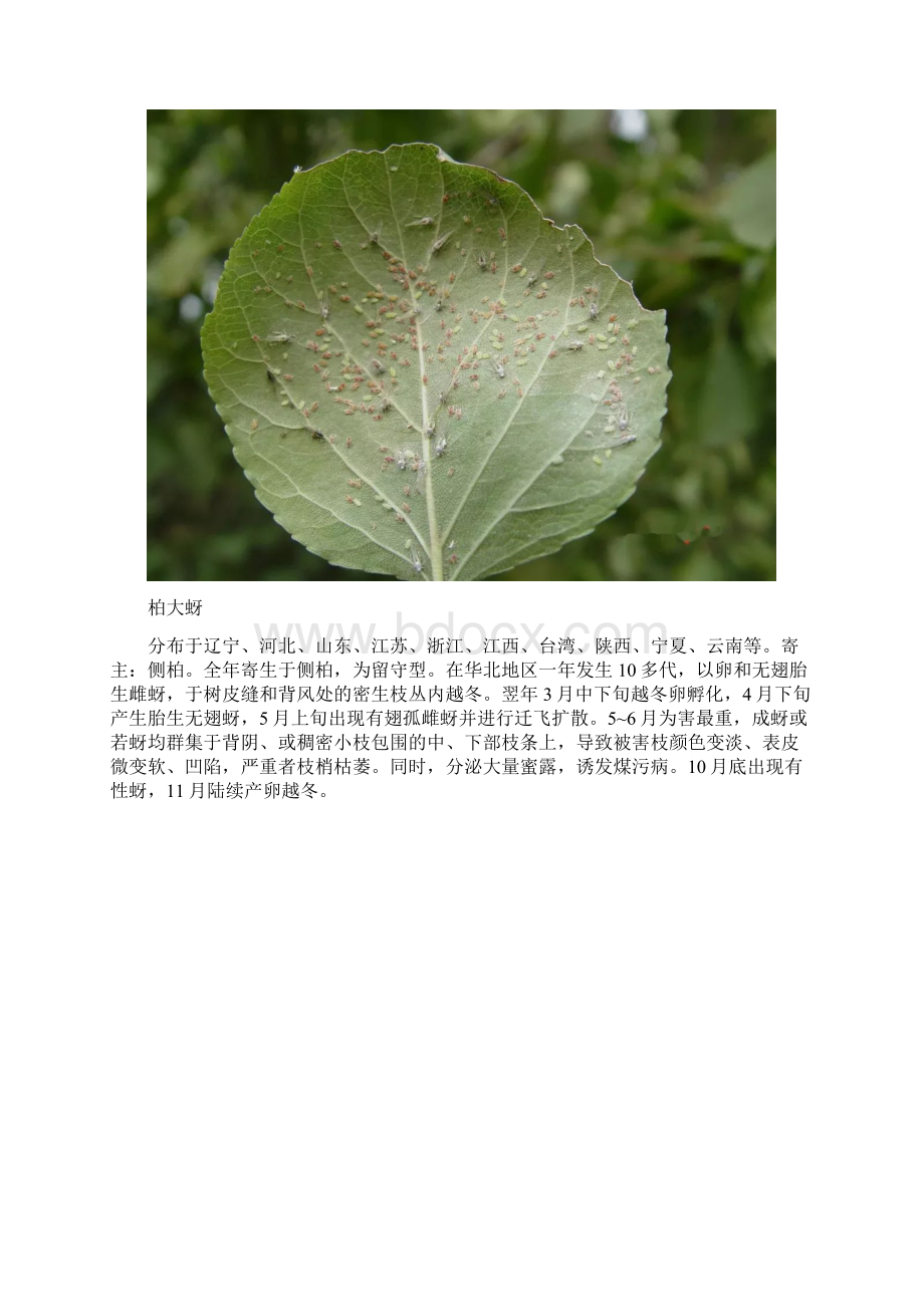 常见14种蚜虫的识别及综合防治技术.docx_第3页