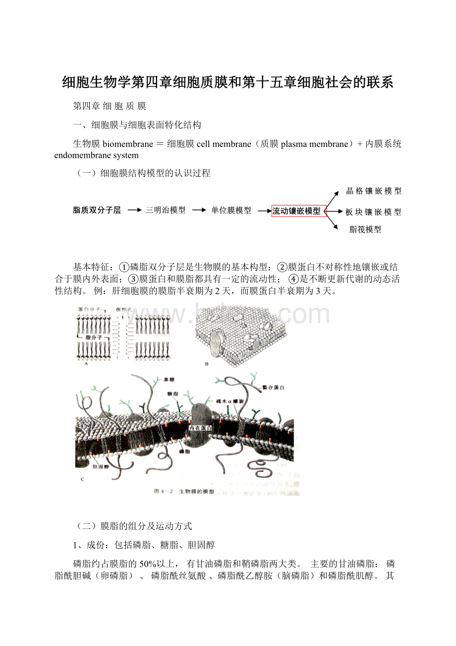 细胞生物学第四章细胞质膜和第十五章细胞社会的联系Word文档格式.docx_第1页