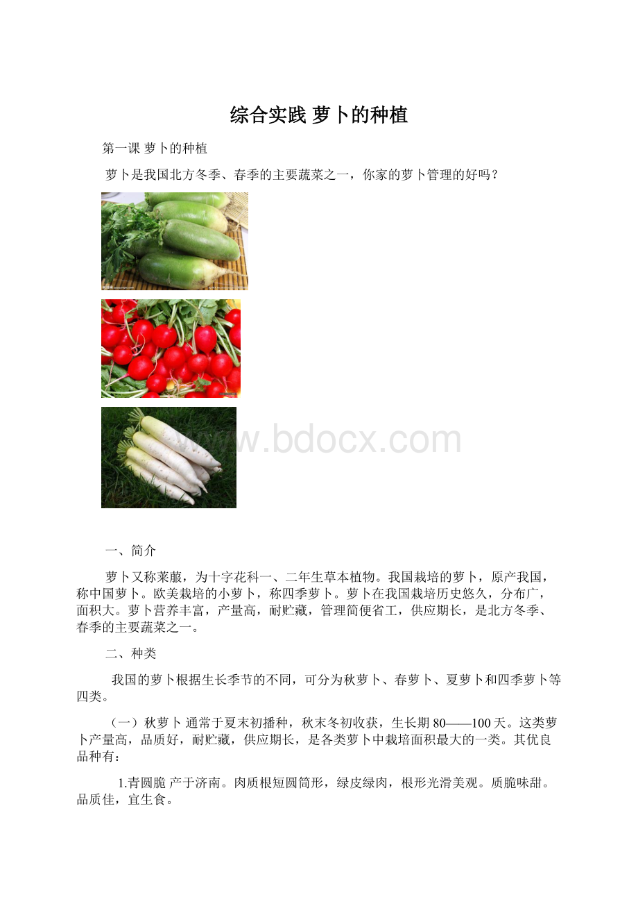 综合实践 萝卜的种植Word下载.docx_第1页