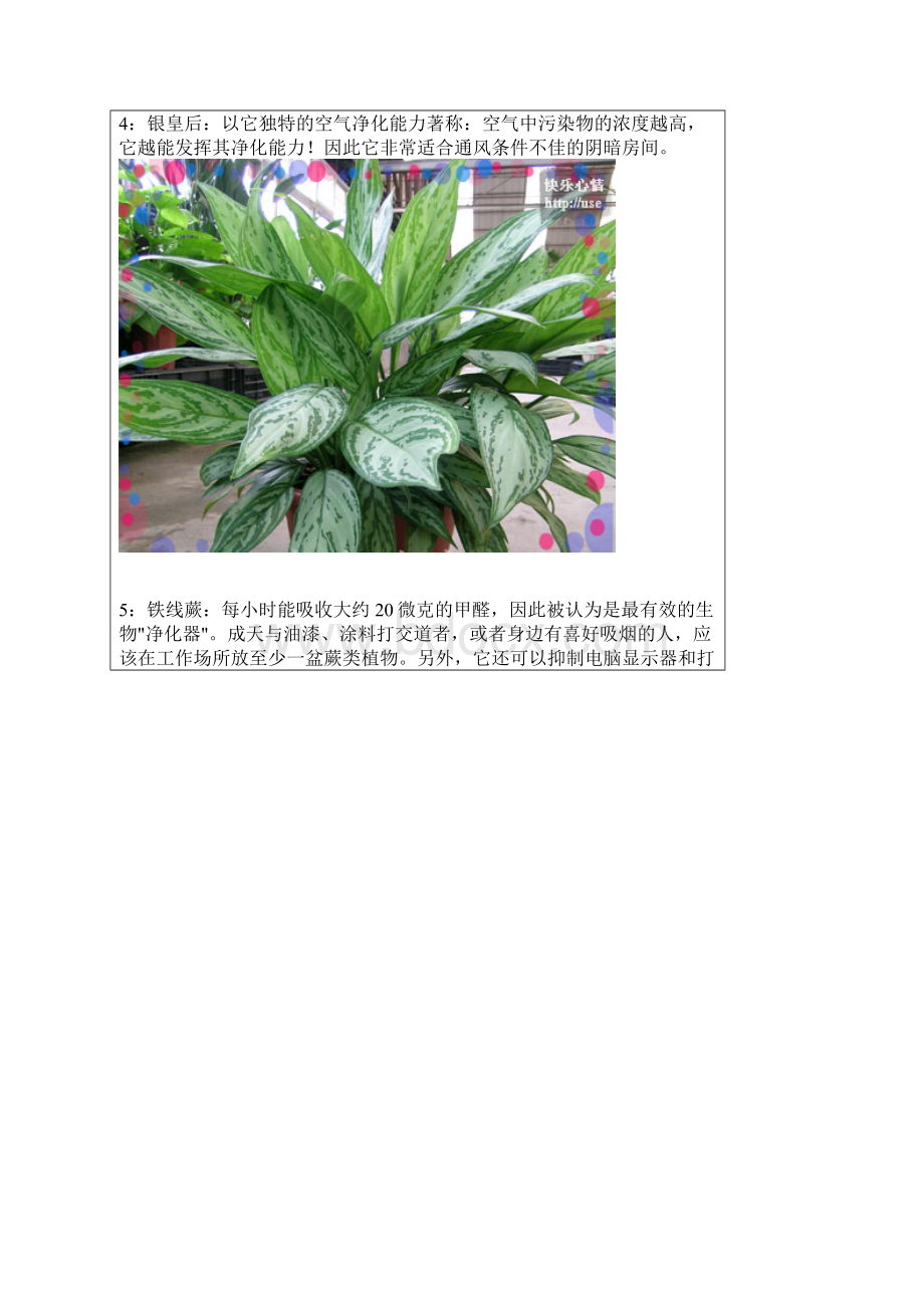 18种植物对室内的净化作用文档格式.docx_第3页