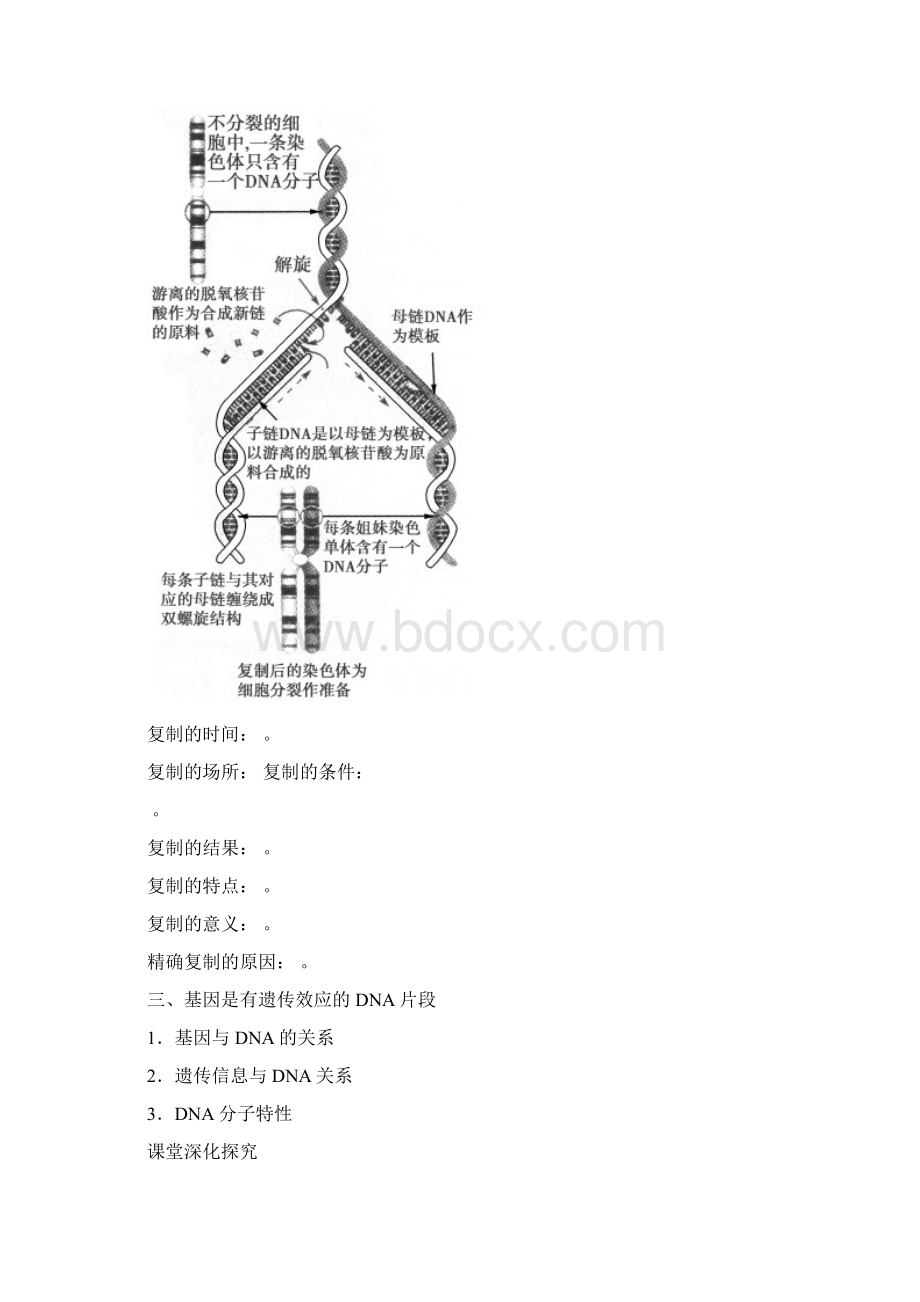 学案26dna分子的结构复制及基因是有遗传效应的dna片段教案Word格式.docx_第3页