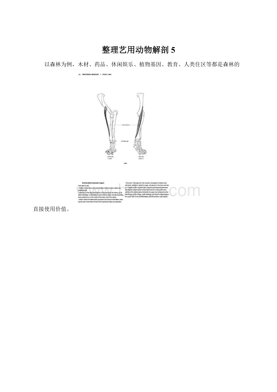 整理艺用动物解剖5文档格式.docx