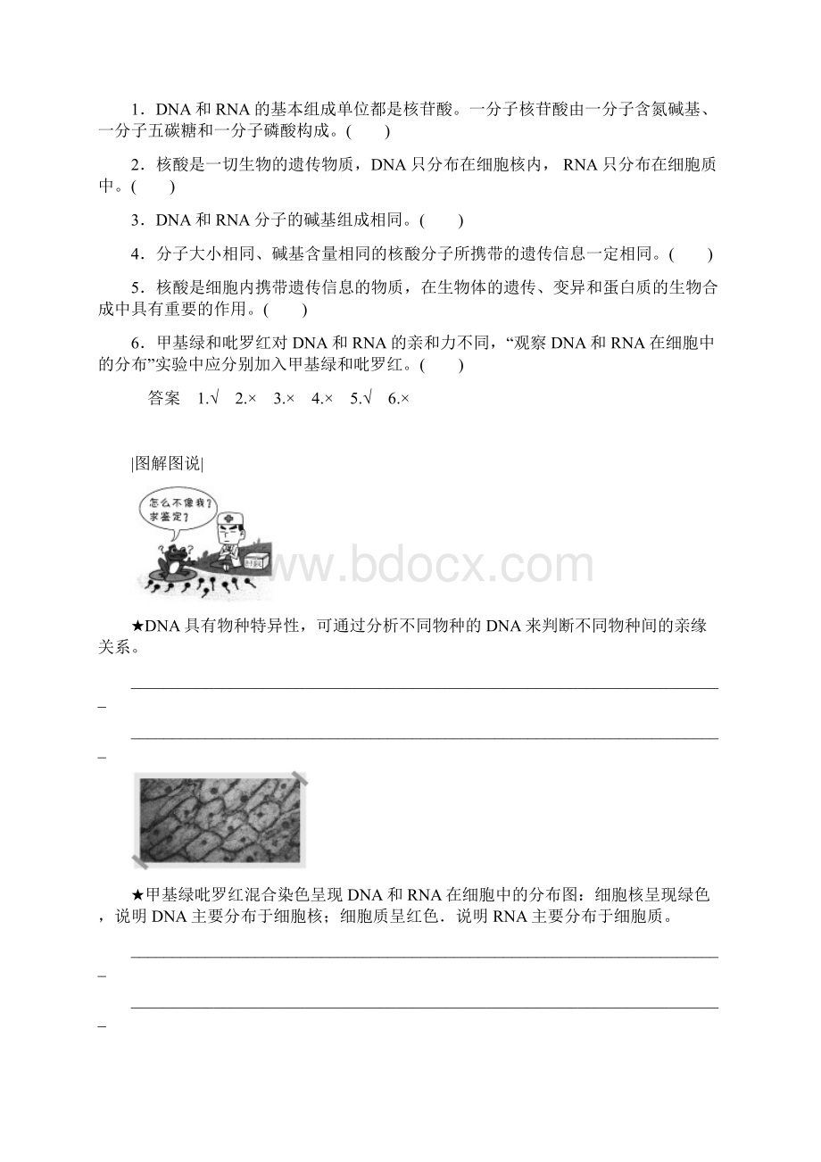 高中生物人教版必修一学案23 遗传信息的携带者核酸.docx_第3页