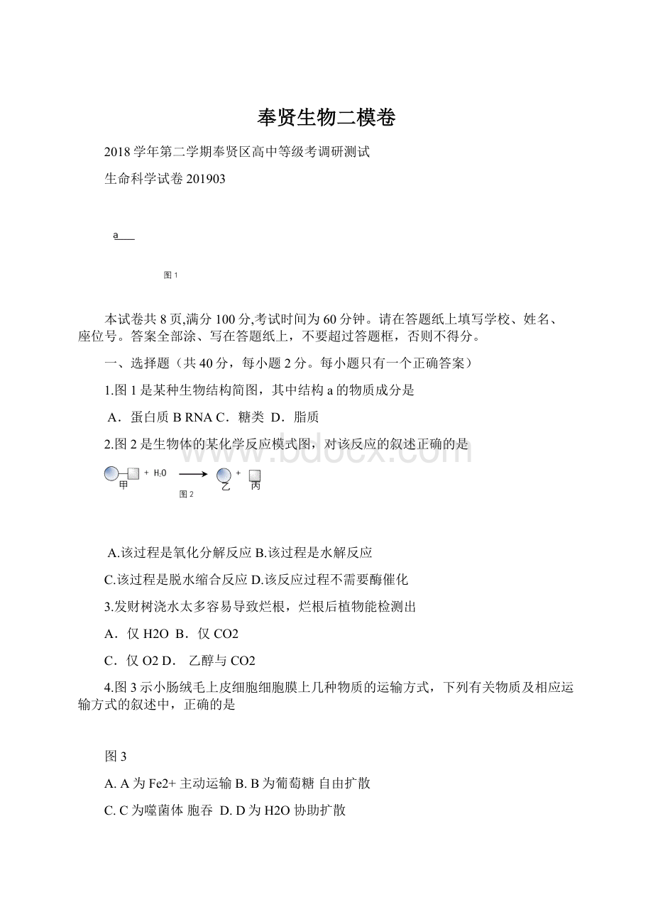 奉贤生物二模卷Word文档格式.docx_第1页