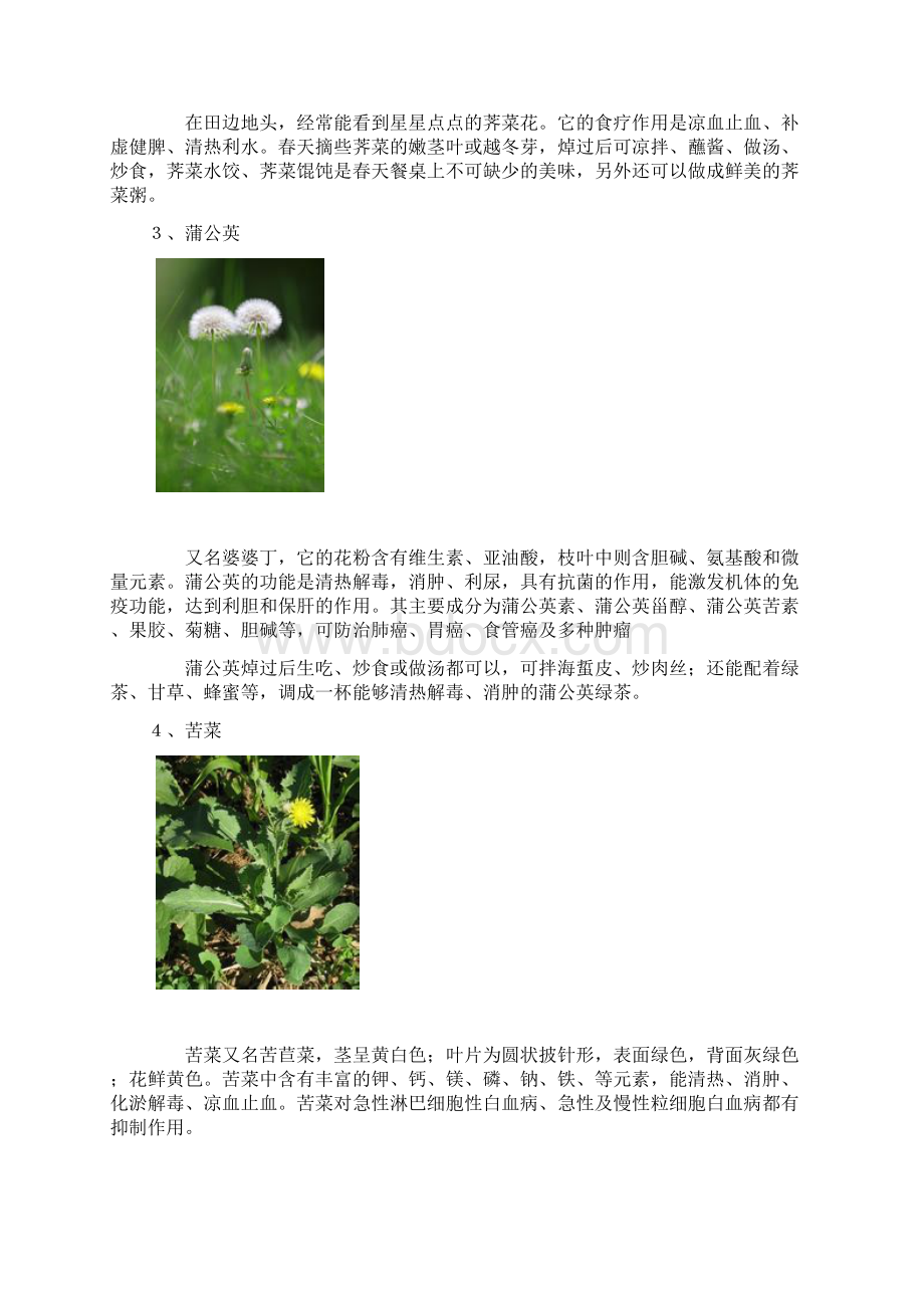 28种常见野菜图.docx_第2页