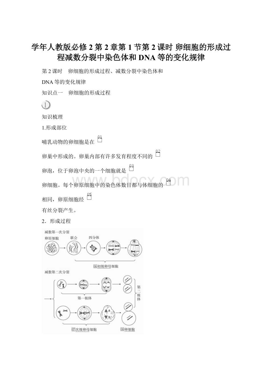 学年人教版必修2第2章第1节第2课时 卵细胞的形成过程减数分裂中染色体和DNA等的变化规律.docx