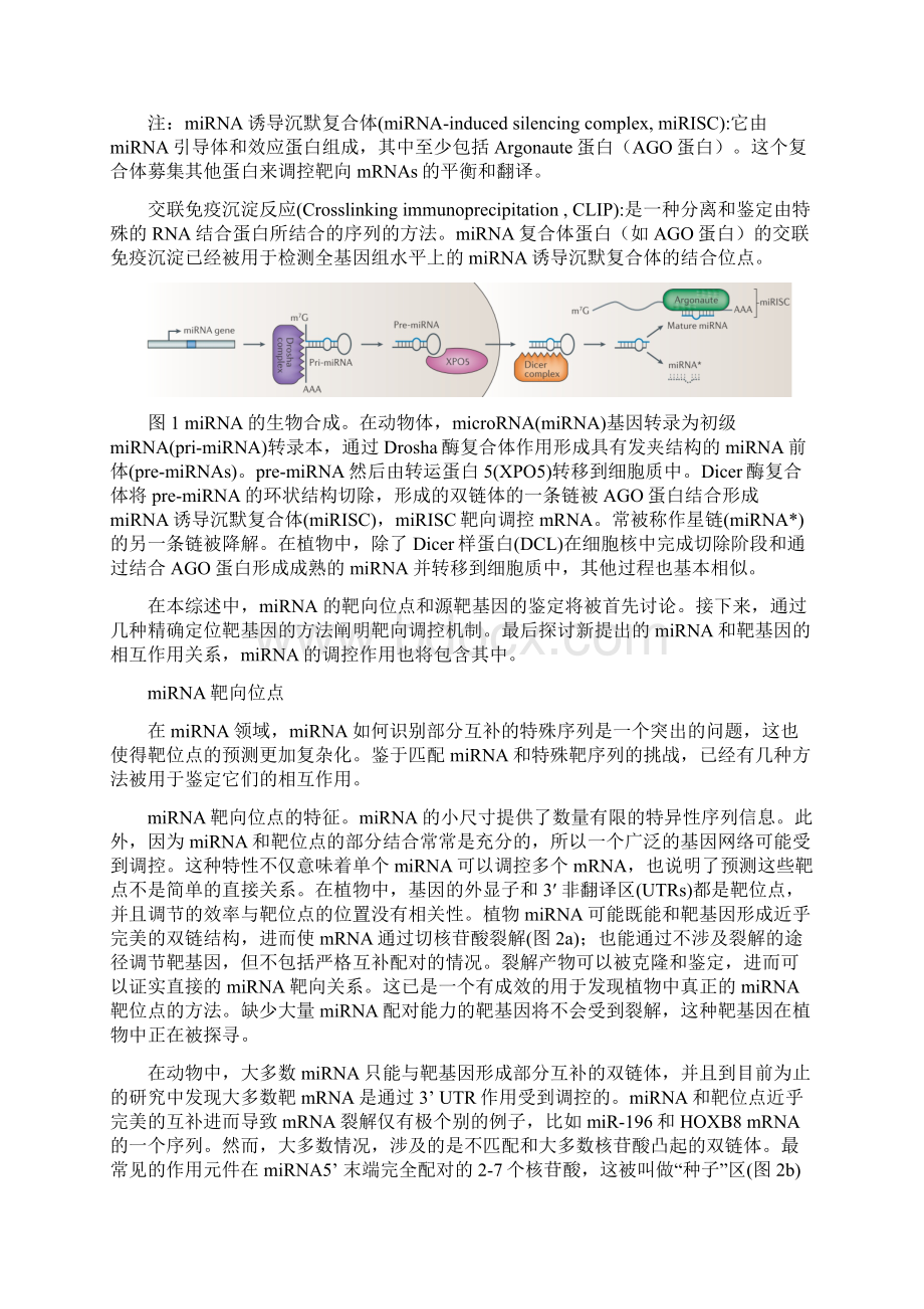 miRNA综述文献翻译.docx_第2页