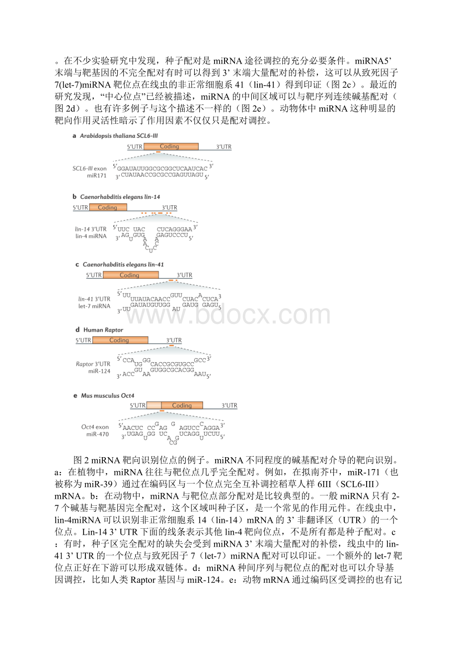 miRNA综述文献翻译.docx_第3页