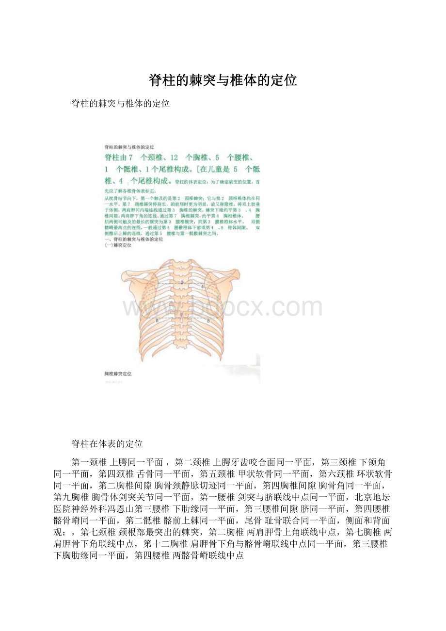 脊柱的棘突与椎体的定位文档格式.docx_第1页