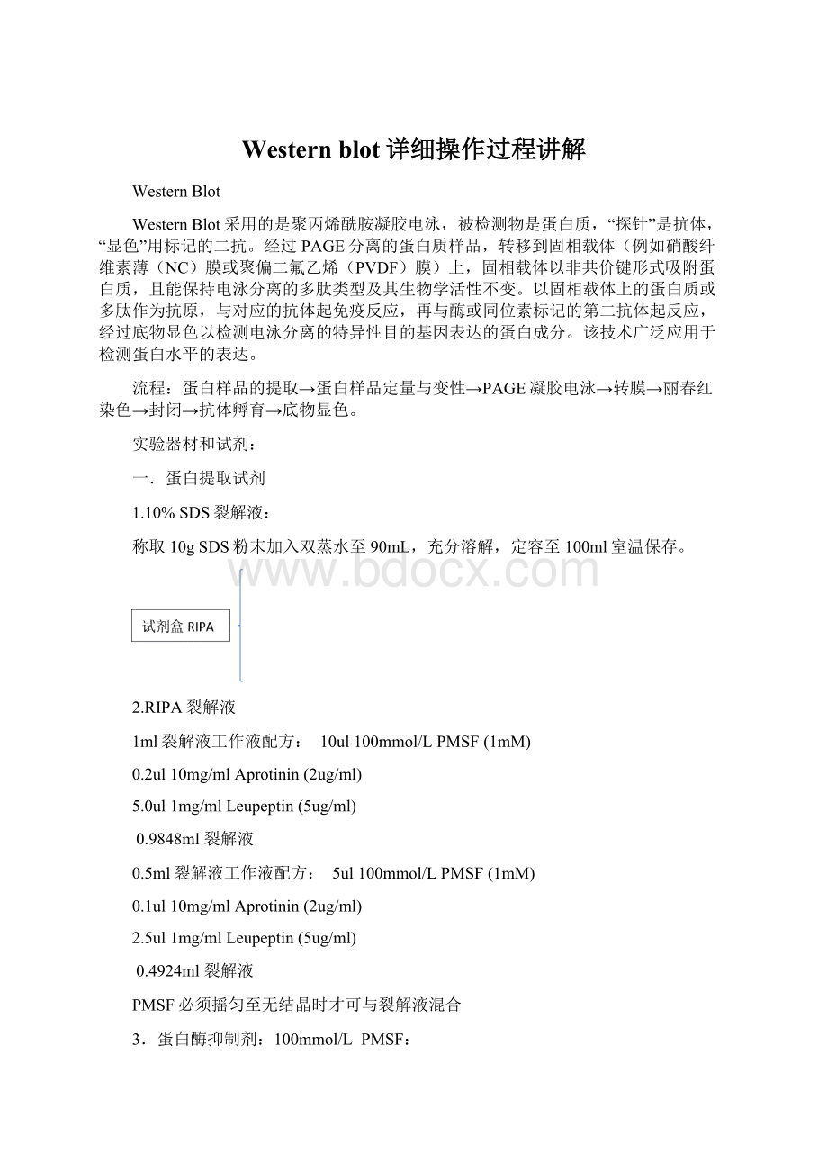 Western blot详细操作过程讲解Word文件下载.docx