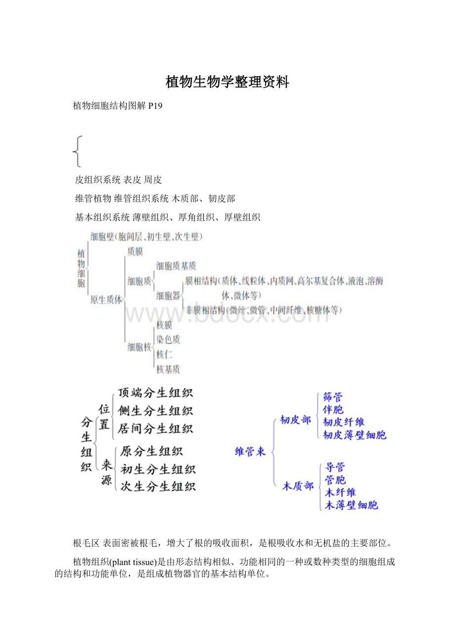 植物生物学整理资料Word文件下载.docx