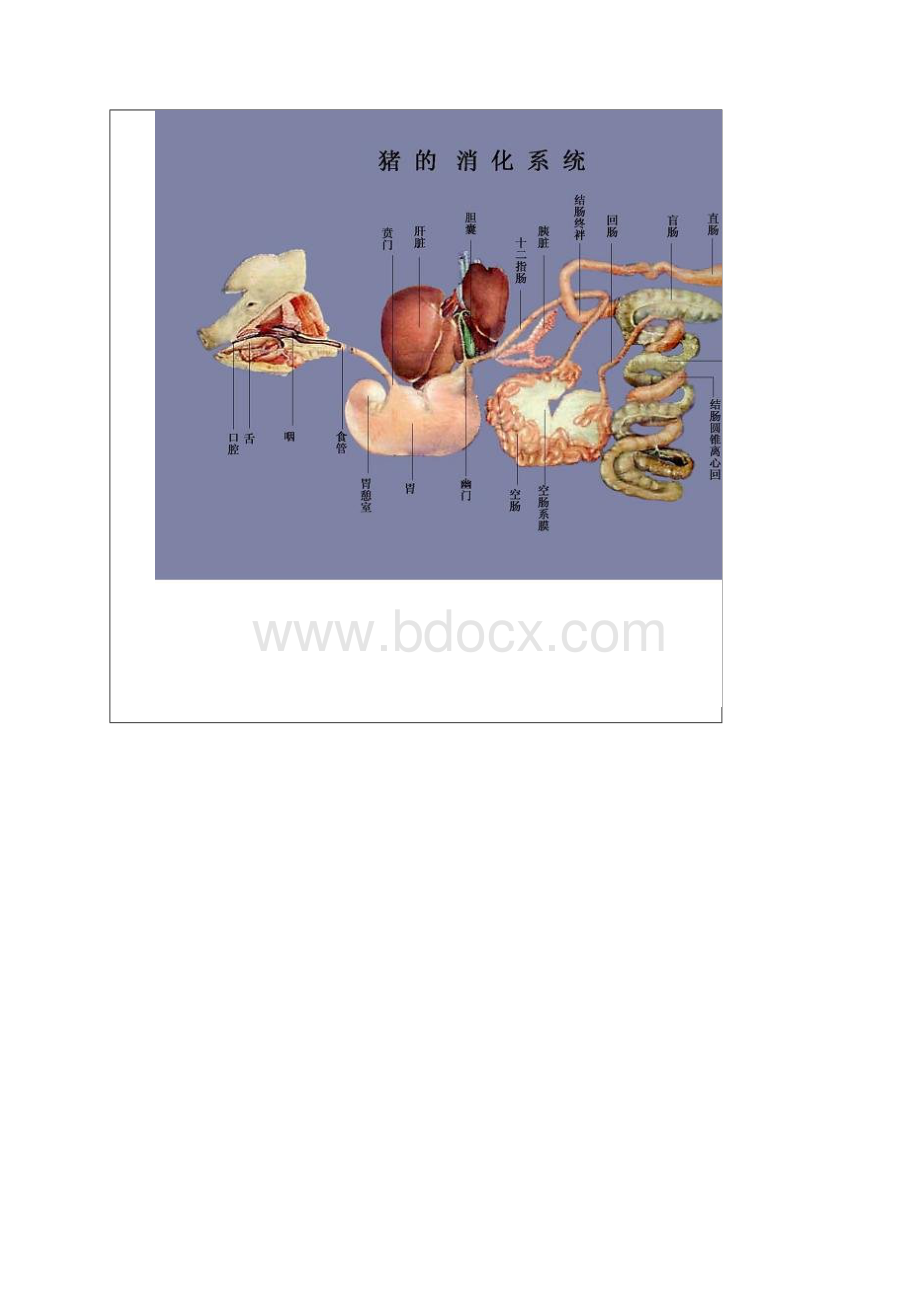 图解猪的消化系统.docx_第2页