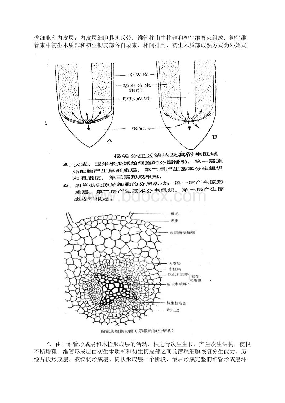 14植物的营养器官1Word格式.docx_第2页