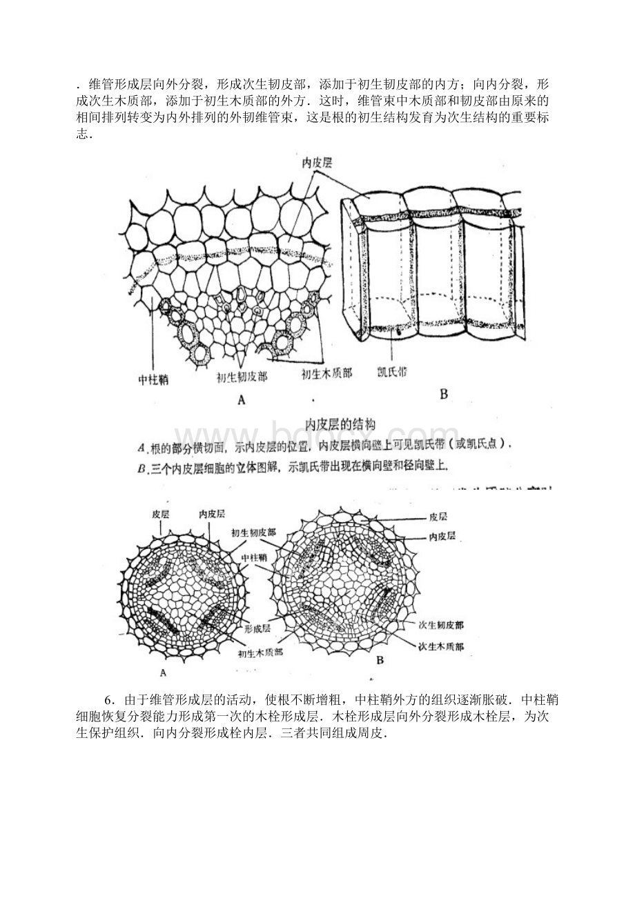 14植物的营养器官1Word格式.docx_第3页