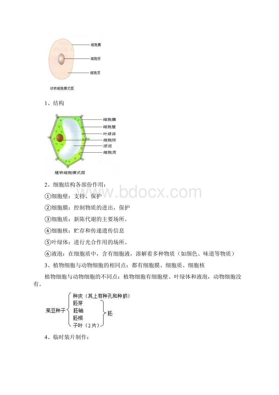 七年级上册生物复习提纲文档格式.docx_第3页