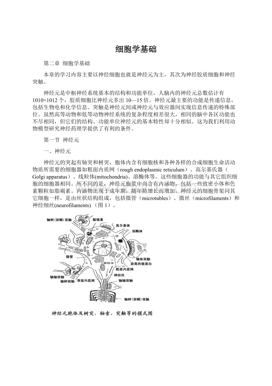 细胞学基础Word文档下载推荐.docx