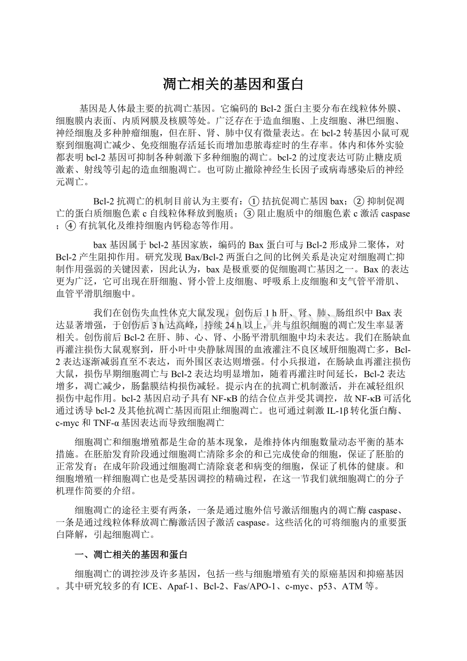 凋亡相关的基因和蛋白文档格式.docx