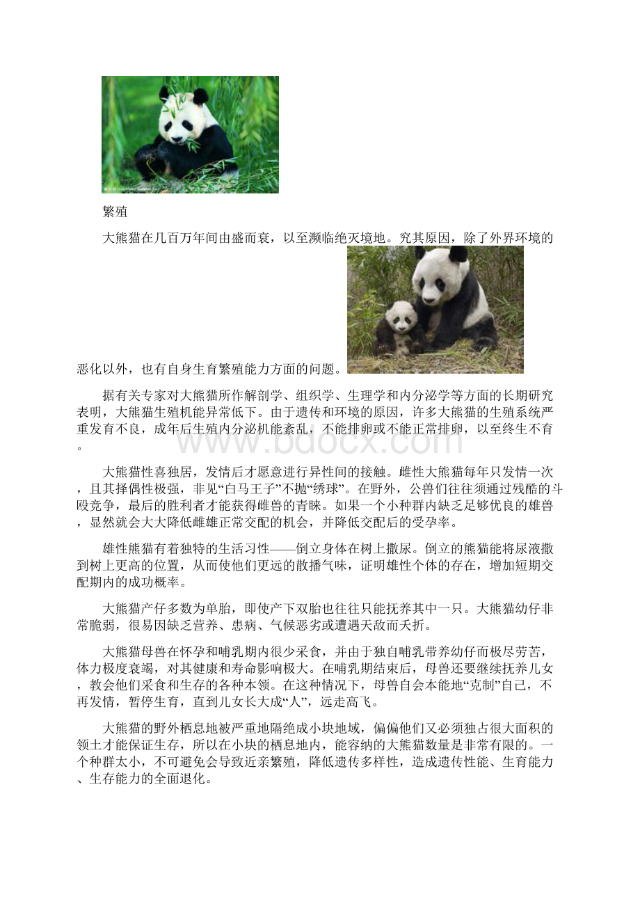 熊猫.docx_第3页