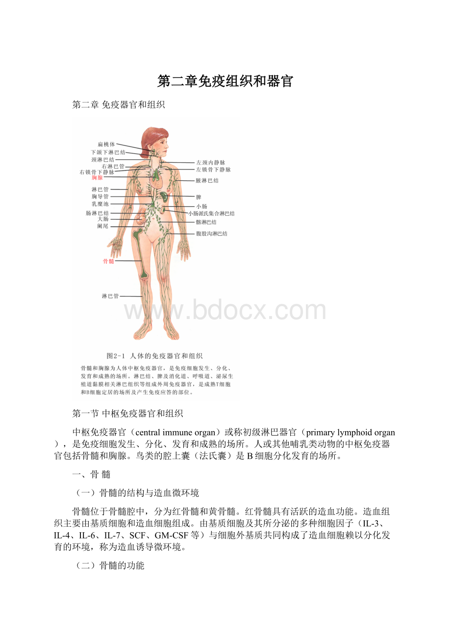 第二章免疫组织和器官.docx_第1页