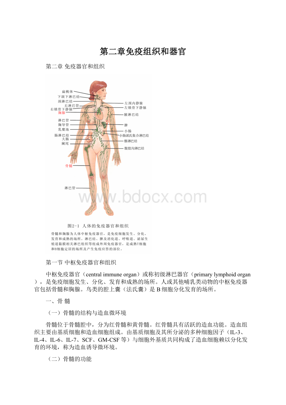 第二章免疫组织和器官Word文件下载.docx