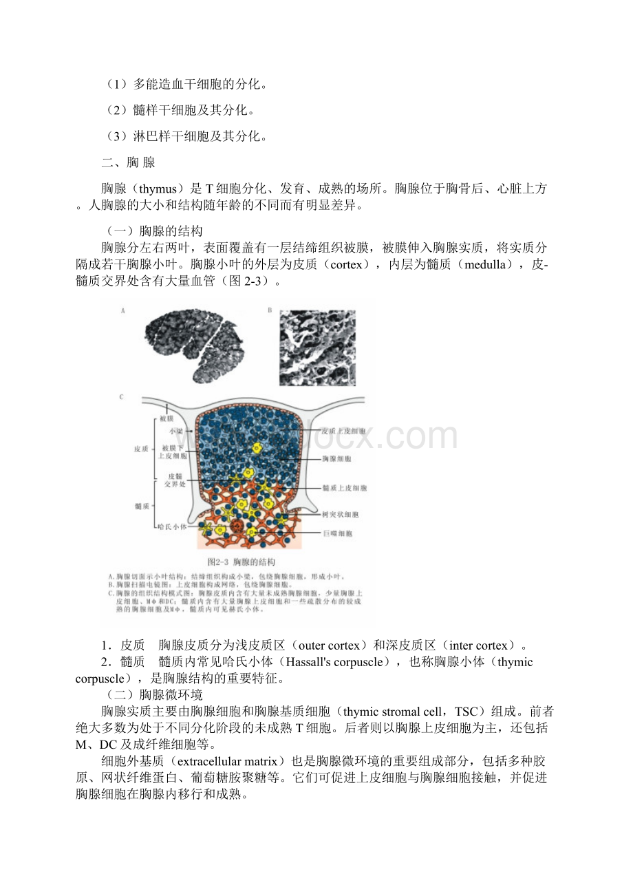 第二章免疫组织和器官Word文件下载.docx_第3页