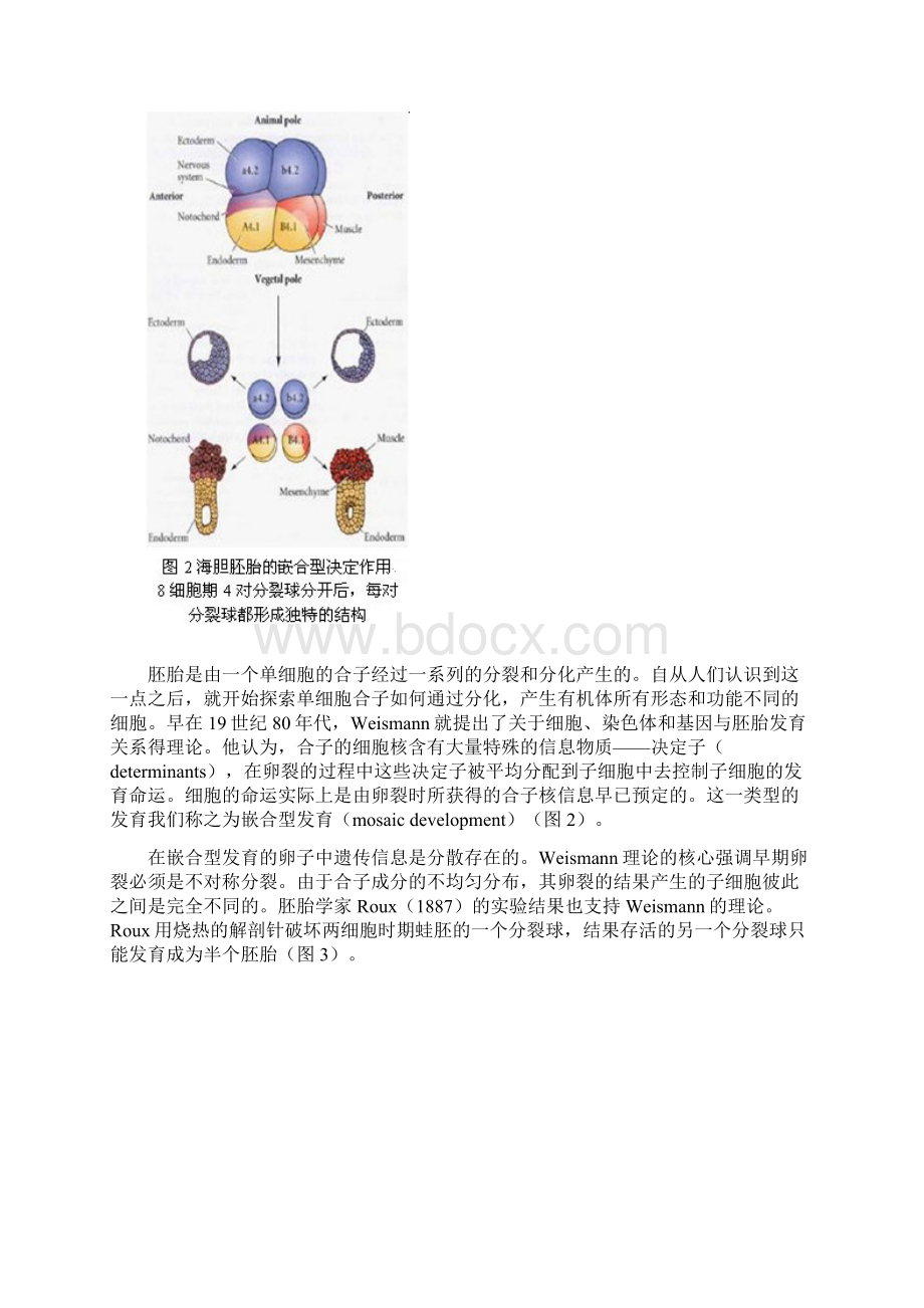 干细胞和发育生物学.docx_第3页