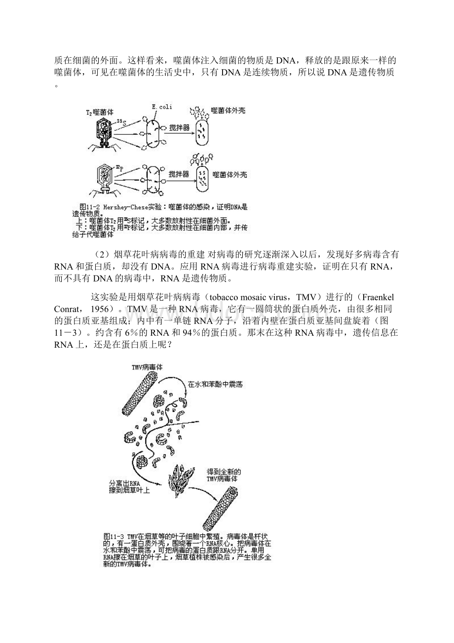 第十一章 遗传的分子基础.docx_第3页