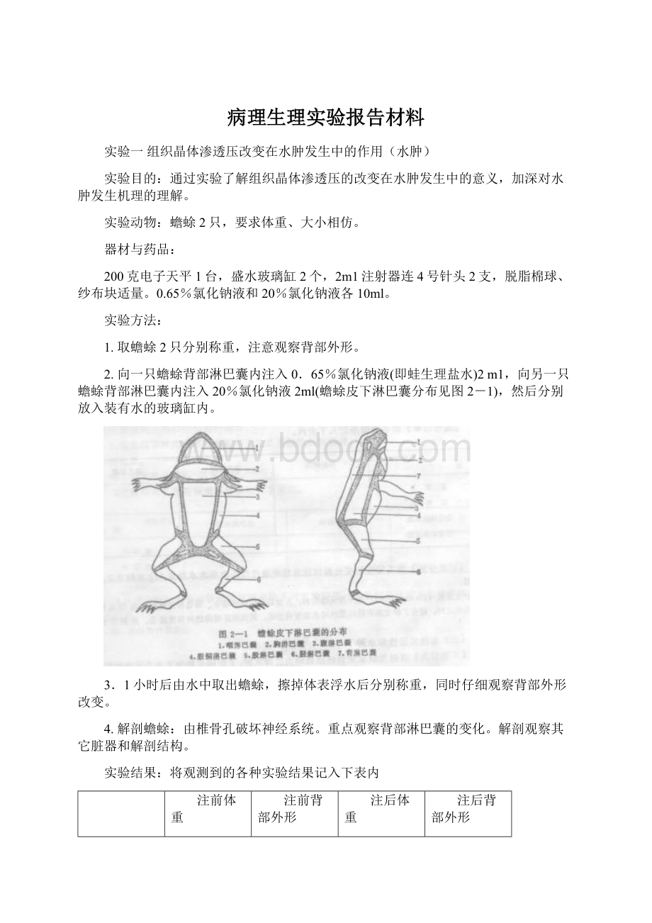 病理生理实验报告材料文档格式.docx