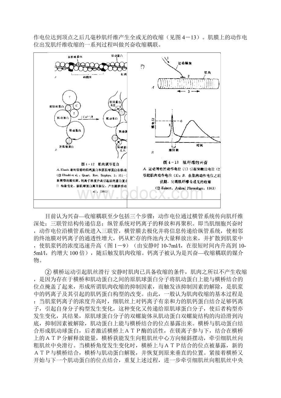 肌肉的收缩原理文档格式.docx_第2页