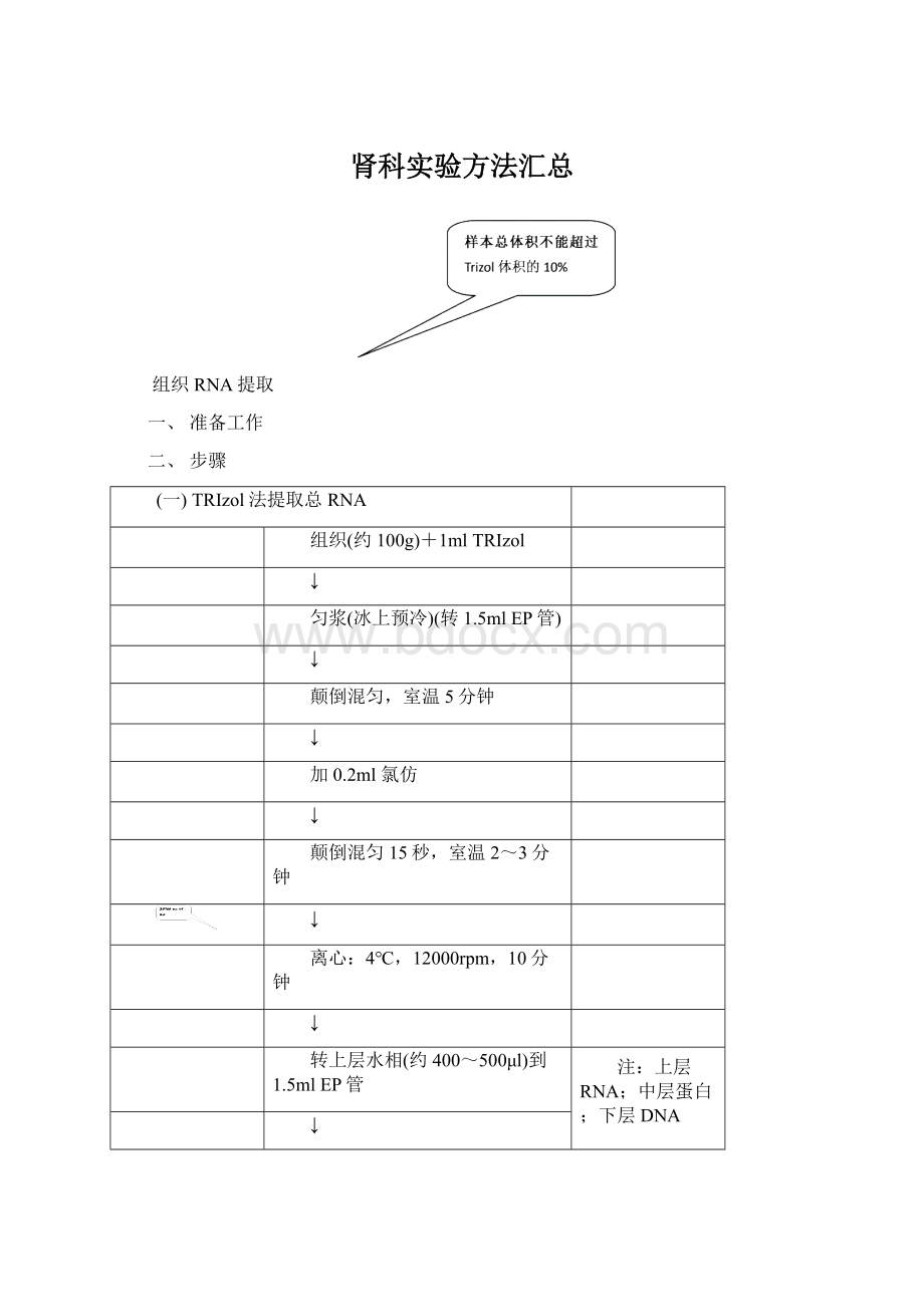 肾科实验方法汇总Word格式.docx