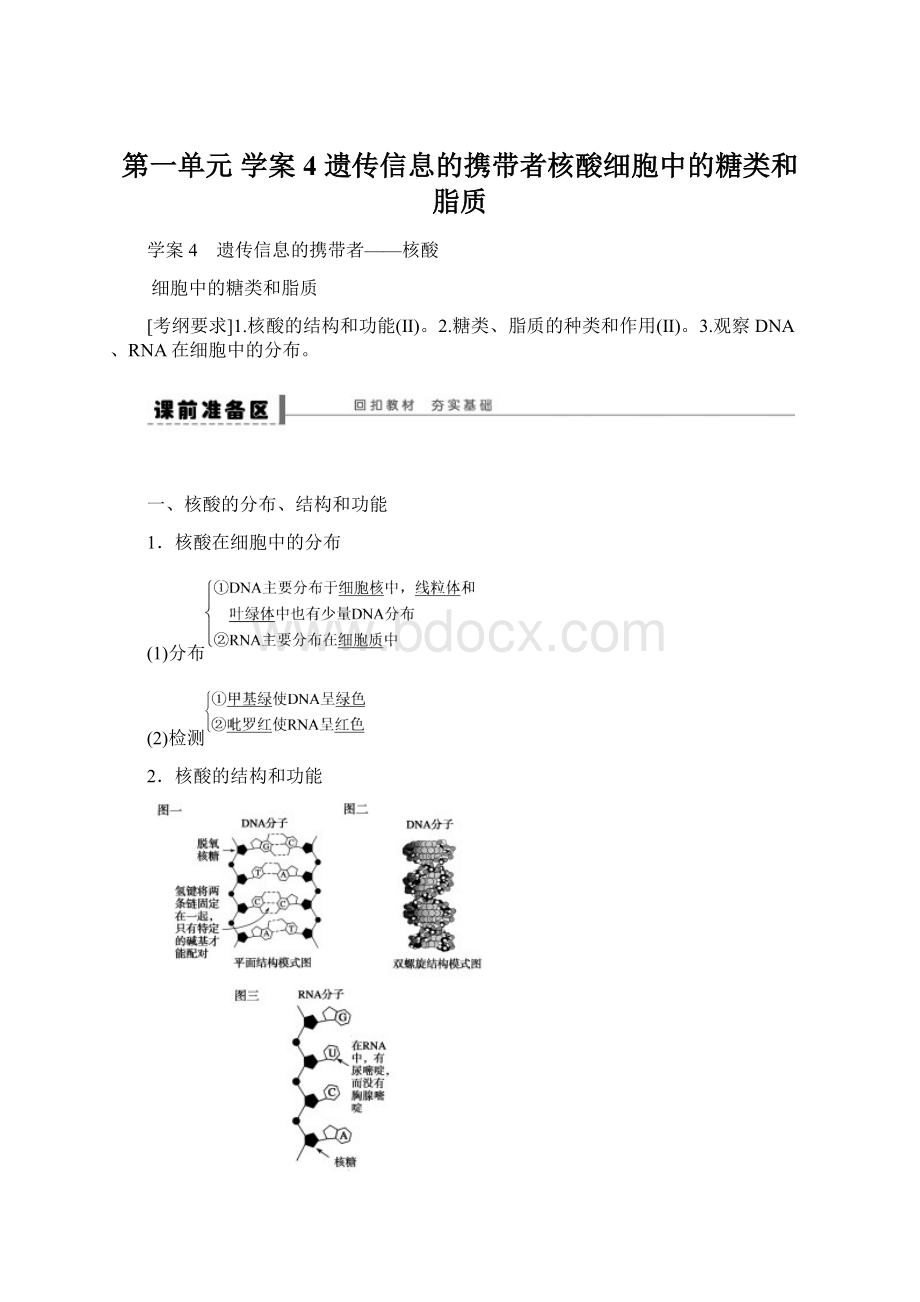 第一单元 学案4 遗传信息的携带者核酸细胞中的糖类和脂质Word文件下载.docx_第1页