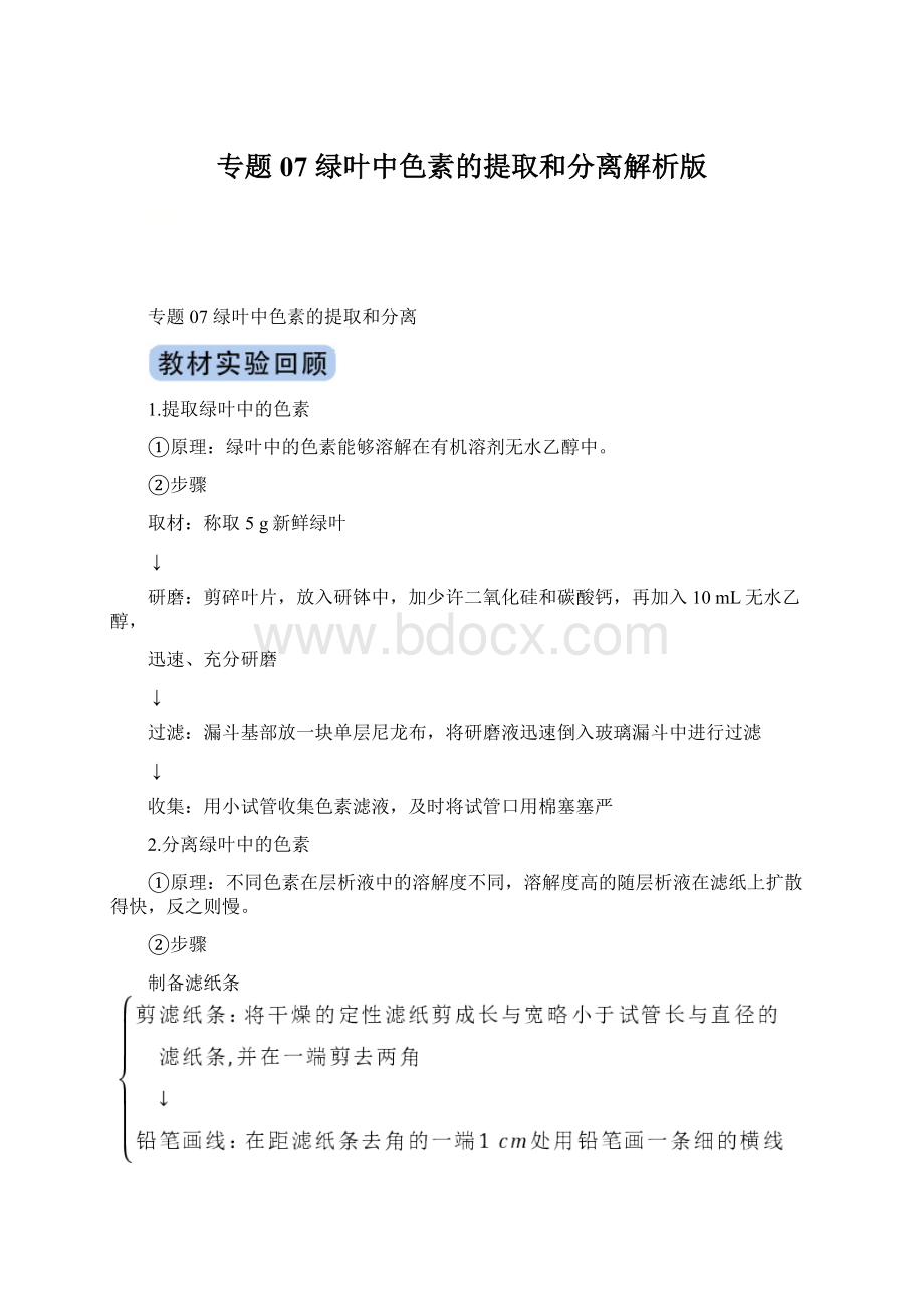 专题07 绿叶中色素的提取和分离解析版Word文档下载推荐.docx_第1页