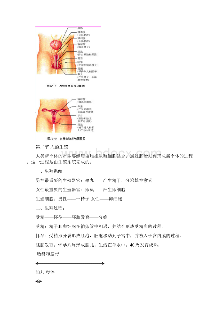 人教版生物七年级下册总复习.docx_第2页