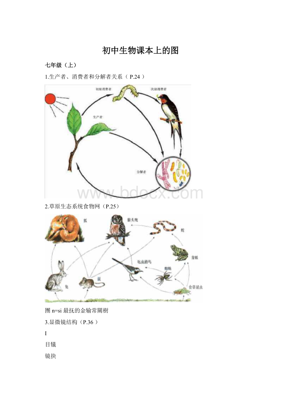 初中生物课本上的图.docx_第1页