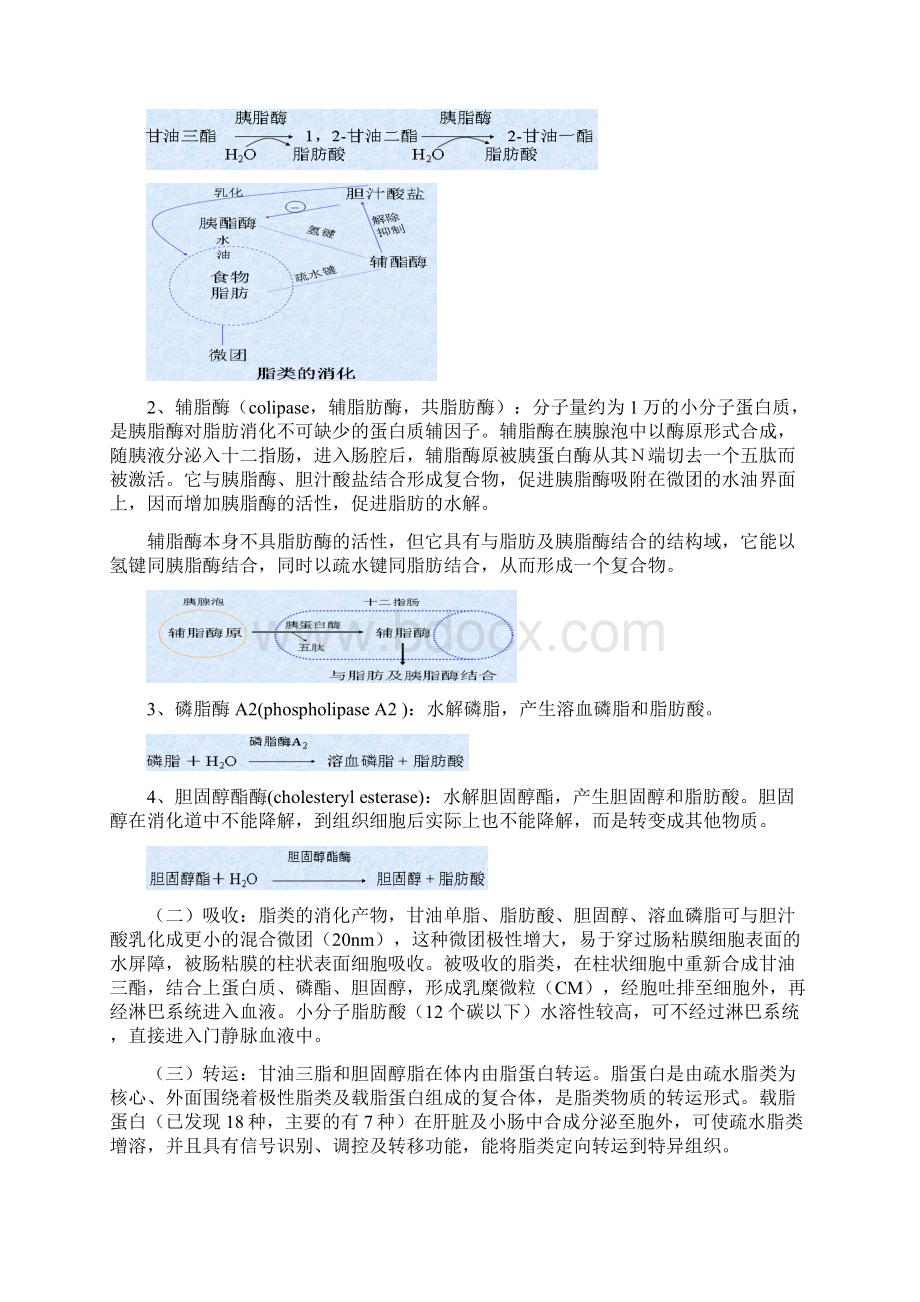 脂类代谢基础生物化学.docx_第2页