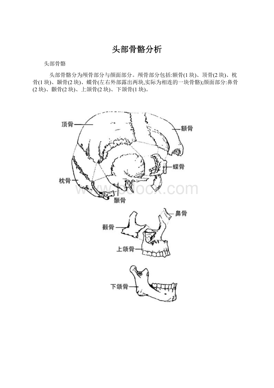 头部骨骼分析.docx