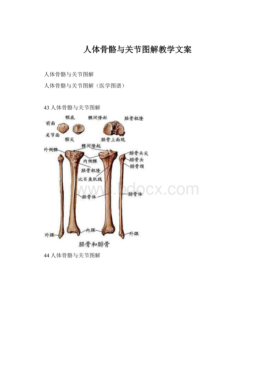 人体骨骼与关节图解教学文案Word格式文档下载.docx