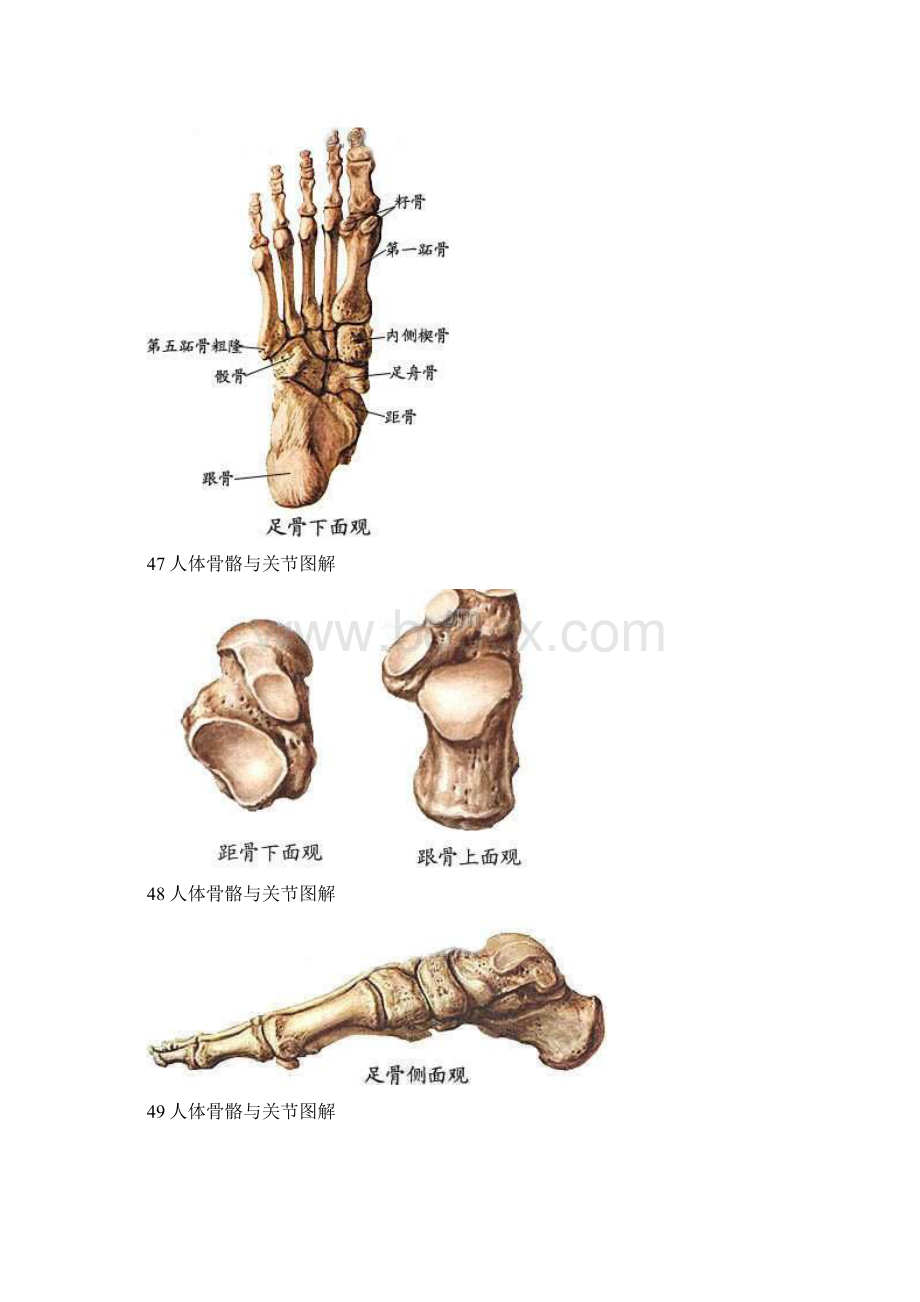 人体骨骼与关节图解教学文案.docx_第3页