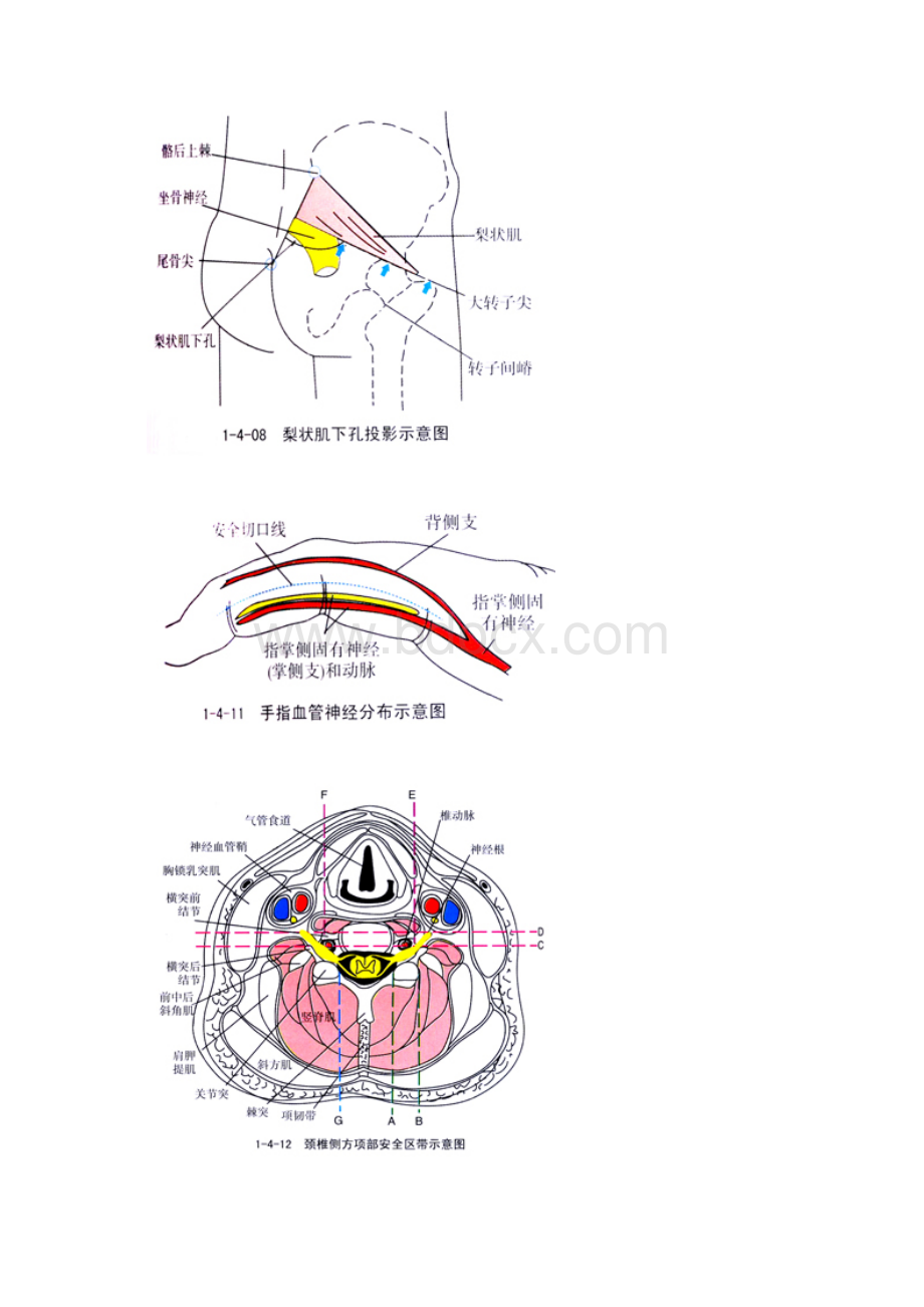 针刀医学解剖示意图经典版.docx_第3页