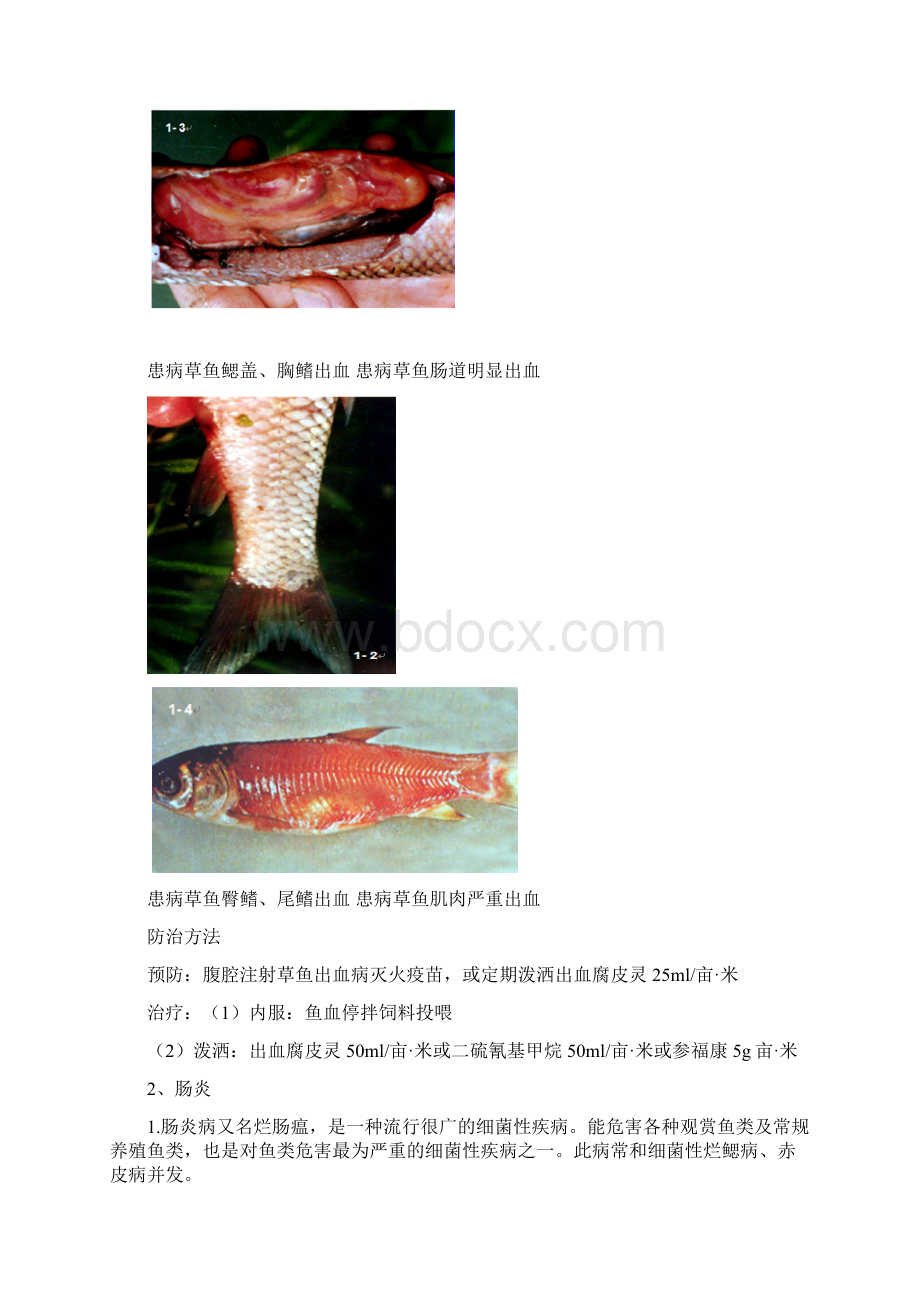 草鱼常见疾病症状及防治1.docx_第2页