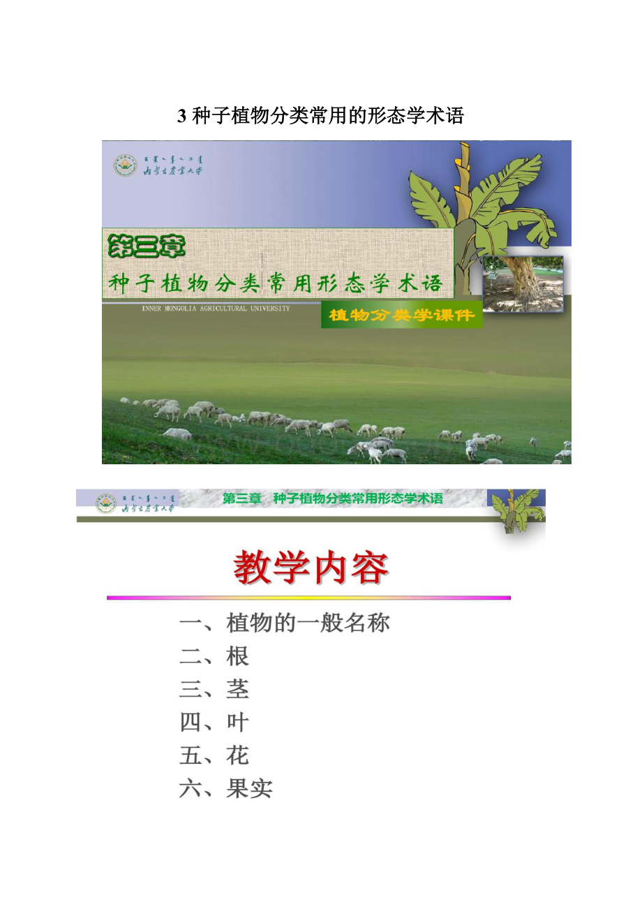 3 种子植物分类常用的形态学术语.docx_第1页