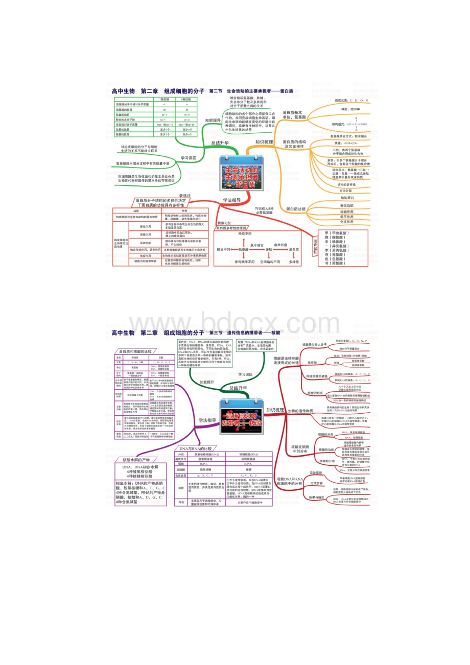 高中生物思维导图分章节清晰版.docx_第3页